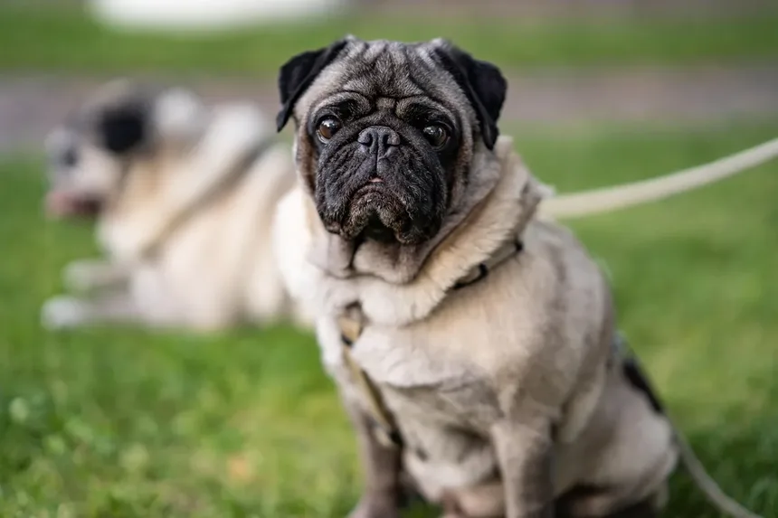 Amitriptilina para Animais de Estimação: Tudo o Que Você Precisa Saber
