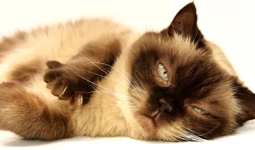 Os Gatos Têm Umbigos? Descubra Esta Curiosidade Felina!