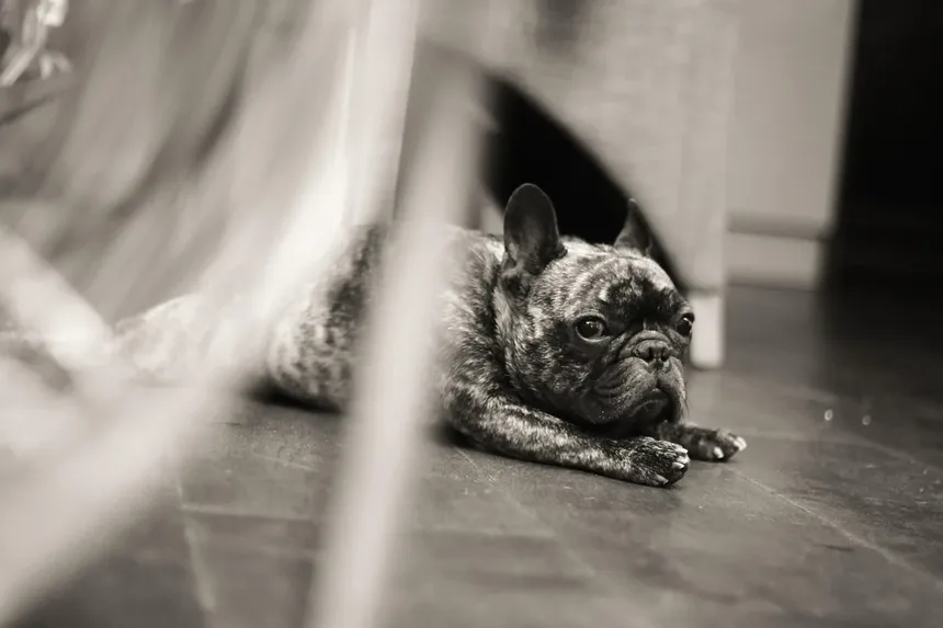 Por Que Meu Cachorro Me Ignora? 7 Razões e Soluções Práticas